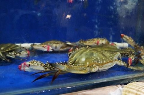 防騙在行動(dòng)，手工之家提醒大家買(mǎi)海鮮注意這幾點(diǎn)，可以不上當(dāng)受騙
